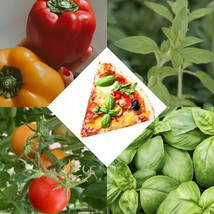 LKS Pizza Garden Seed Set Cherry Tomato Bell Pepper Oregano BasilSeeds H... - $13.33