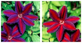 Purple Red Clematis Seeds Large Bloom Climbing Perennial Garden Flower 5... - £32.82 GBP