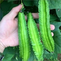 15 Asian Winged Bean Seeds Heirloom Fresh Garden Beautiful - £10.20 GBP