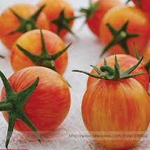 Sunrise Bumble Bee Tomato Sweet Tangy Fruit Seeds 100 Seeds Beautiful - $7.11