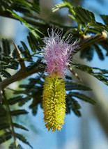 FREE SHIPPING Dichrostachys cinerea Marabou Thorn Sickle Bush Bell Mimosa 10 See - £14.38 GBP