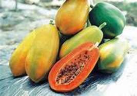 BELLFARM 6PCS seeds  Dark Green Skin Red  Papaya Fruits Seeds  Item NO: ... - £8.32 GBP