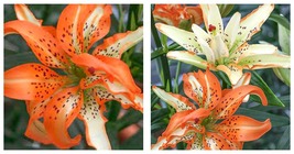 Must See Orange n White Variegated Asiatic Lily Bulbs Gardening - £25.95 GBP