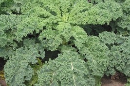 Siberian Dwarf Kale - 25+ Seeds - HEIRLOOM VEGETABLE! B 073 - $69.31 MXN