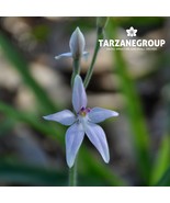 CALADENIA LATIFOLIA ALBA AUSTRALIAN TERRESTRIAL ORCHID TUBER - $49.00