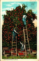 Picking Oranges Florida FL 1919 Postcard WB Agriculture Ladders  - £4.40 GBP