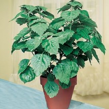 15 Seeds Java Patchouli House Plant Flowers Gardening Fresh USA Seller - £10.25 GBP