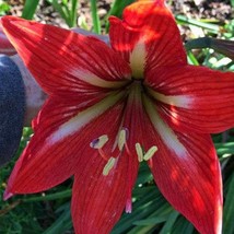 USA SELLER Hippeastrum Amaryllis Stargazer 5 Seeds Free Shipping - $19.20