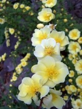 Semilir 10 Seeds Golden Yellow Father Hugo Rose Rosa Hugonis FlowerA Fast Grow F - £7.67 GBP