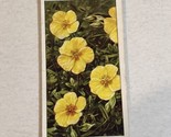 Rock Rose Wild Flowers Wills Vintage Cigarette Card #7 - $2.96