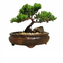 Bonsai Tree live Juniper Flowering House Plant Indoor Decoration Garden - £63.44 GBP