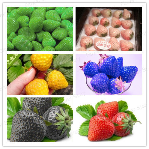 Strawberry Color Seeds