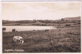 Postcard Loughalan Stranorlar Ireland Cow Milton - £11.46 GBP