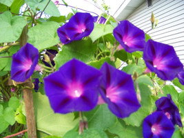 50 seeds Morning Glory Vine Grandpa Ott Purple Grow Gardens Swiftly with... - £6.33 GBP