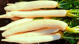 500+ Miyashige Radish Seeds For Garden Planting - USA - ! - $6.30