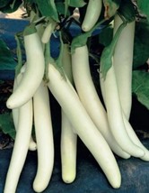 White Hot Pepper, 20 seeds - $10.29