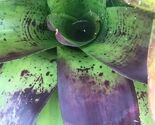 one PUPS neoregelia Bromeliad Violet EXOTIC TROPICAL LANDSCAPE PLANT - $17.97