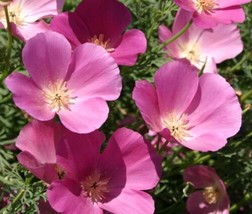 SGH 200+ California Purple Gleam Poppy Seeds For Garden - $10.96