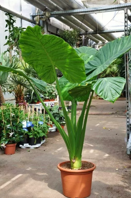 Alocasia Calidora - $23.28