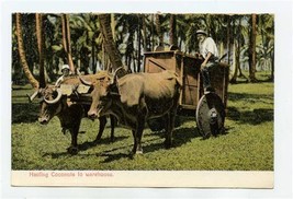 Ox Cart Hauling Coconuts to Warehouse Postcard Republic of Costa Rica by Wimmer - £14.16 GBP