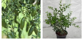 12-15&quot; Tall Finger Lime Tree/Bush - Live Plant, 5&quot; Pot, Microcitrus australasica - £80.98 GBP