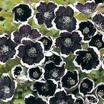 TH 50 Seeds Penny Black Nemophila Flower Seeds / Shade Loving - £12.03 GBP