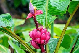 Pink Flowering Banana-20 Seeds-Ornamental Tropical-Musa velutina-Container plant - £4.52 GBP
