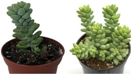 Live Plant Sedum Morganianum Burro&#39;s Tail Succulent 2.5&quot; Pot Easy to Grow Garden - £30.04 GBP