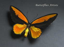 Ornithoptera Croesus Lydius XXL Birdwing Butterfly Framed Entomology Sha... - $154.99