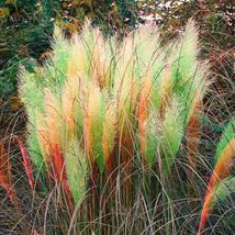 200 Green Red Yellow Pampas Grass SEEDS Perennial Flowering Plant - £10.89 GBP