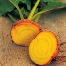 25 Organic Burpee Golden Beet Seeds Fast Delicious Tasty New Fresh Seeds USA - $17.50