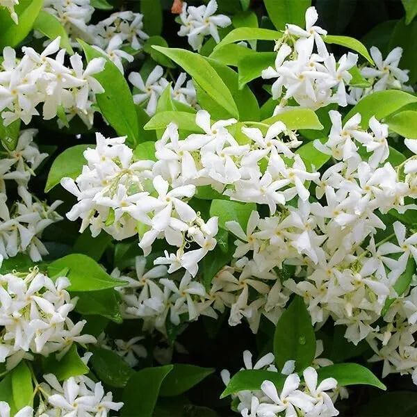 Star Jasmine Extra Large 3 Gallon Plants Trachelospermum jasminoides  - £74.98 GBP
