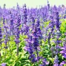 Blue Hyssop 500 Seeds Hyssopus Officinalis Flower Therapy Medicinal Herb Seed - £9.58 GBP