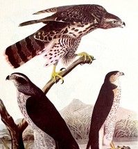 Goshawk Bird 1950 Lithograph Art Print Audubon Nature First Edition DWU14B - £23.59 GBP