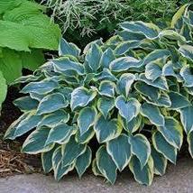 1.hosta FIRST FROST 2.5&quot; pot  Live Potted PlantFor Home Garden - £19.82 GBP