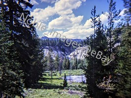 1963 View Through Pines Shoshone National Forest Wyoming 35mm Slide - £4.28 GBP