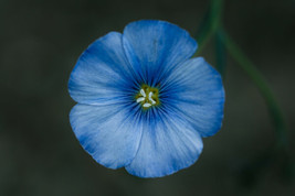 Blue Flax flower 199+Seeds - Edible when cooked - Linum Perenne - $4.67