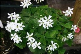 1 Bulb Oxalis Green Shamrock White Flowers Garden USA Shipping - £12.81 GBP