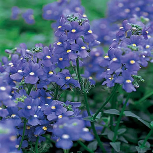 Nemesia Blue Gem 100 Fresh Seeds - $13.40