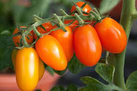 50 Seeds Orange Fizz Tomato Vegetable Garden - $9.71