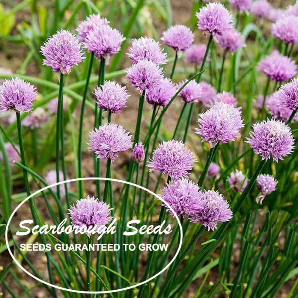 Scarborough Seeds 100 Seeds Detroit Dark Red Beets Non-Gmo Heirloom Usa - £7.06 GBP