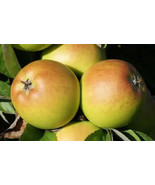 25 Sturmer Pippin Apple Seeds Fast Shipping - $10.96