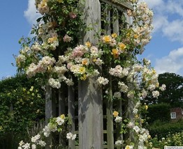Rosa &quot;Phyllis Bide&quot; plant, Climber, Polyantha, Climber Bare root - $15.84
