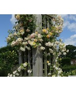 Rosa &quot;Phyllis Bide&quot; plant, Climber, Polyantha, Climber Bare root - $15.84