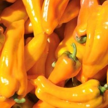 Golden Marconi Pepper Seeds US Fast Shipping - $1.98