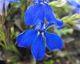 USA Seller 200 Electric Blue Monsoon Lobelia Erinus Flower Seeds Fresh S... - £11.21 GBP