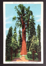 General Sherman Sequoia National Park Largest Tree California CA Postcard c1930s - £3.89 GBP