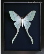 Rare Actias Rhodopneuma Female Pink Spirit Moth Real Framed Entomology Shadowbox - $228.99