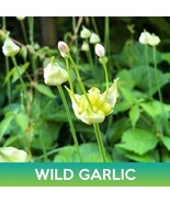 SDC Wild Garlic Seeds Canadian Garlic Allium Canadense Easy Grow - $15.20