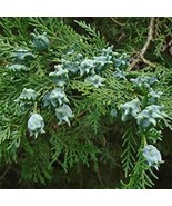 Oriental Arborvitae Tree Seeds Thuja Orientalis Packet Of 5 Seeds Fresh ... - £13.40 GBP